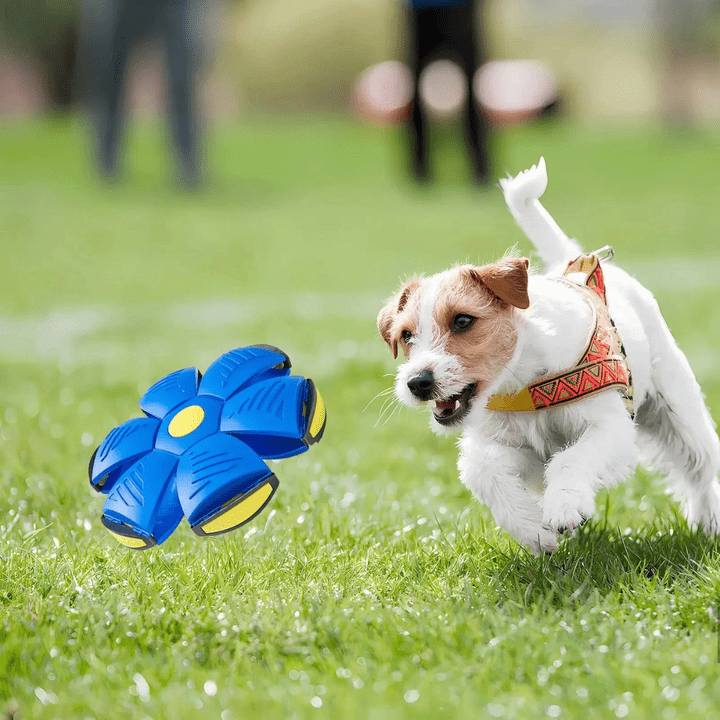Interaktives fliegendes Hundespielzeug für energiegeladenes Spielen im Freien