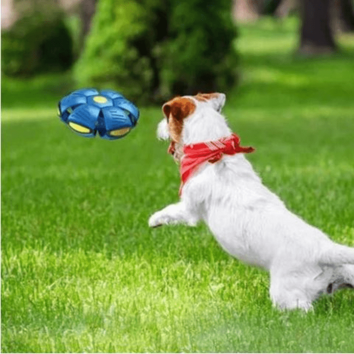 Interaktives fliegendes Hundespielzeug für energiegeladenes Spielen im Freien