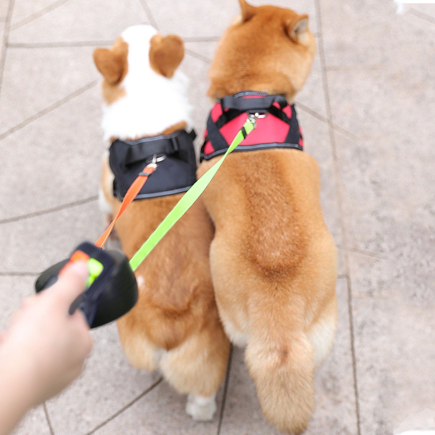 TwinTail™ | Double dog lead with light