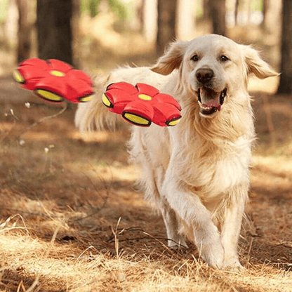 Interaktives fliegendes Hundespielzeug für energiegeladenes Spielen im Freien