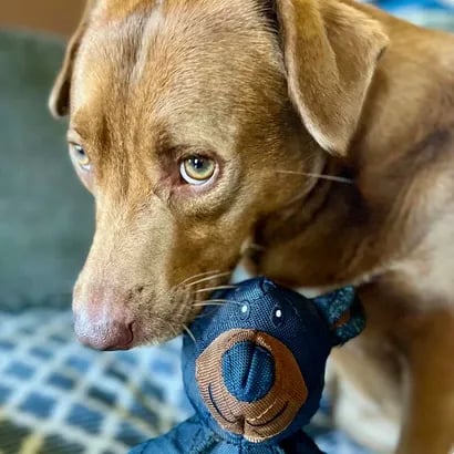 Robustes, langlebiges Hundespielzeug zum Kauen für aktive Haustiere